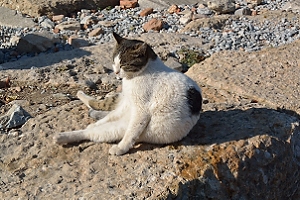 October 25, 2013<br>Cat tourist enjoying himself in the Turkish sunshine.